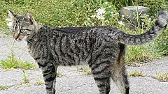 Missing cat found six months later and 950 kilometres away