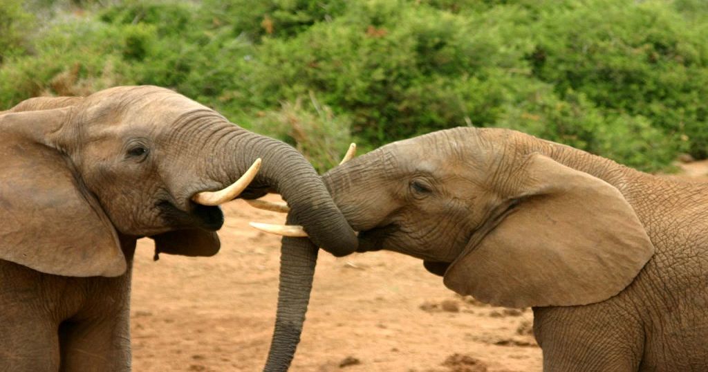 Kenya conducts elephant census as part of conservation efforts | Africanews