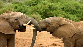Kenya : recensement des éléphants dans le parc national de Tsavo