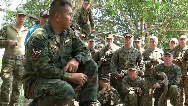 Des Marines formés à la survie dans la jungle Des Marines formés à la survie dans la jungle