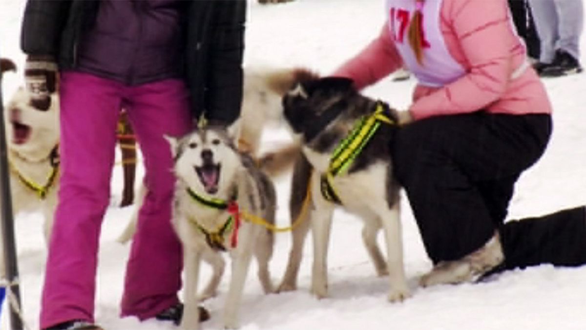 Russian sport lovers ride dog sleds through Siberian snow