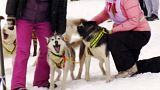Courses de chiens de traîneaux en Sibérie