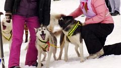 Schlittenhunderennen erhitzt sibirische Gemüter