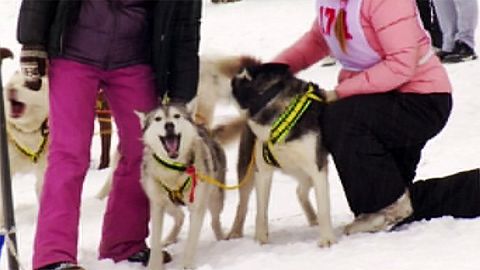 Schlittenhunderennen erhitzt sibirische Gemüter