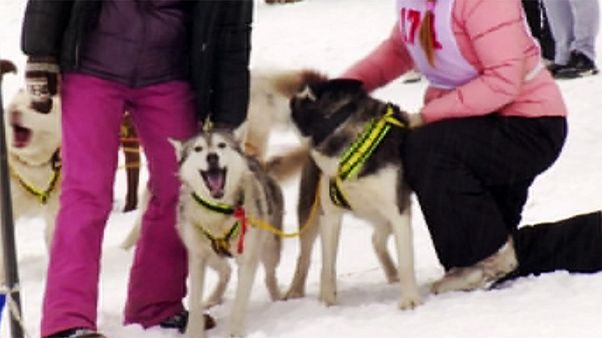 Rússia: Corrida de trenós puxados por cães Rússia: Corrida de trenós puxados por cães