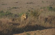 Halsbänder zum Schutz der Löwen im Nairobi Nationalpark