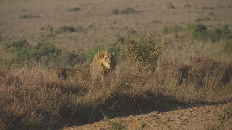 Collares de rastreo para proteger a los leones del Parque Nacional de Nairobi