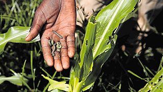 Armyworm invasion, FAO sought for rescue [The Morning Call]