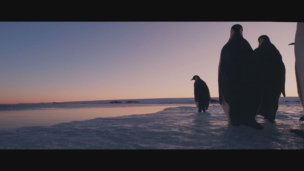 وثائقي "الإمبراطور": فصل جديد لحياة البطريق الإمبراطوري في القطب الجنوبي