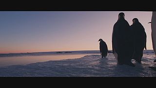 Award winning filmmaker Luc Jacquet films a new chapter in emperor penguin's life