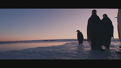 Award winning filmmaker Luc Jacquet films a new chapter in emperor penguin's life