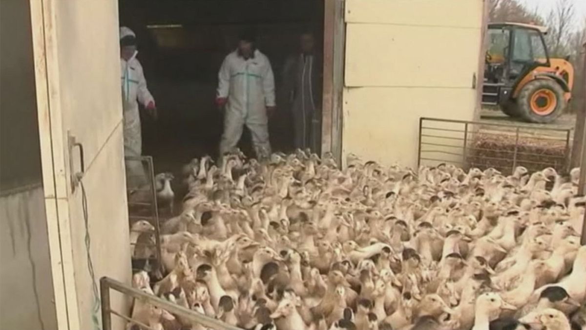 Γαλλία: Στο... «απόσπασμα» οι πάπιες για τον ιό των πτηνών