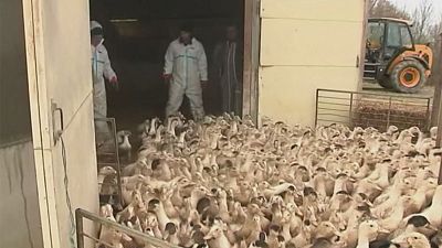 Francia sacrificará 360.000 patos más para contener la gripe aviar
