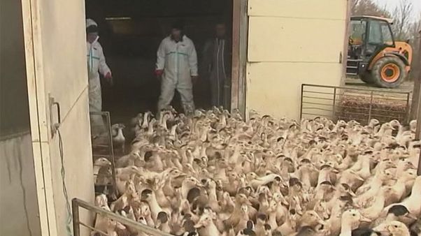 Franciaország: további szárnyasokat kell elpusztítani Franciaország: további szárnyasokat kell elpusztítani