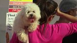 En Inde, mariages arrangés pour les chiens