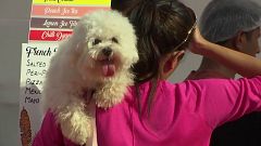 Indisches Rezept für Hundeglück