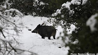 Wild Czech boars go nuclear eating mushrooms