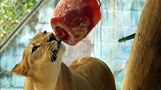 حیوانات باغ وحش در کلمبیا برای فرار از گرما غذای یخ‌زده می‌خورند