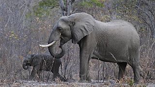 Selfie opportunity gets deadly as elephant tramples man in Zimbabwe