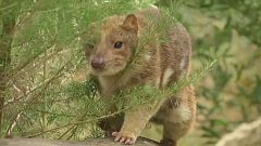 Der Quoll, eine australische Tierart in Gefahr