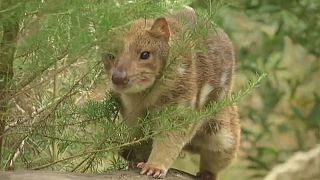 Protegiendo a los cuoles del Parque Nacional Gran Otway en Australia