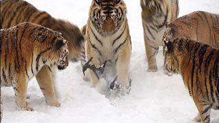 VIDEO: 2 bis 3 Jahre alte Sibirische Tiger spielen mit Drohne