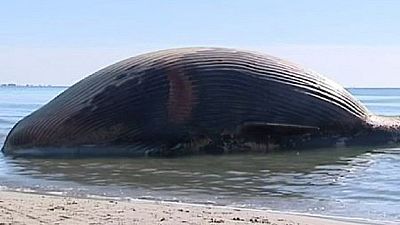 Côte d'Ivoire : une baleine de 12 mètres sans vie découverte sur une plage