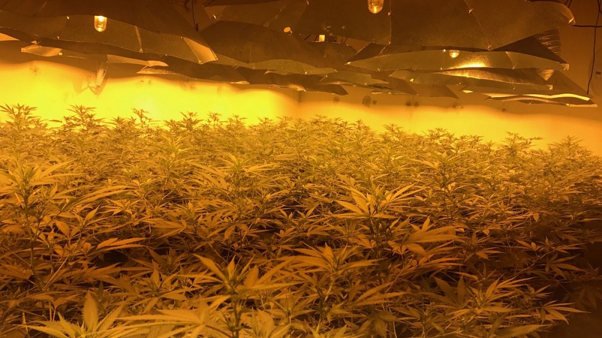 Cannabis farm found in disused nuclear bunker