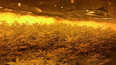 Elhagyott atombunkerben termelték a kannabiszt