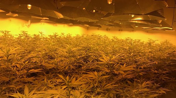 Elhagyott atombunkerben termelték a kannabiszt Elhagyott atombunkerben termelték a kannabiszt