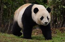 La panda Bao Bao llega a China desde Washington