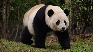 Panda Bao Bao ata topraklarında