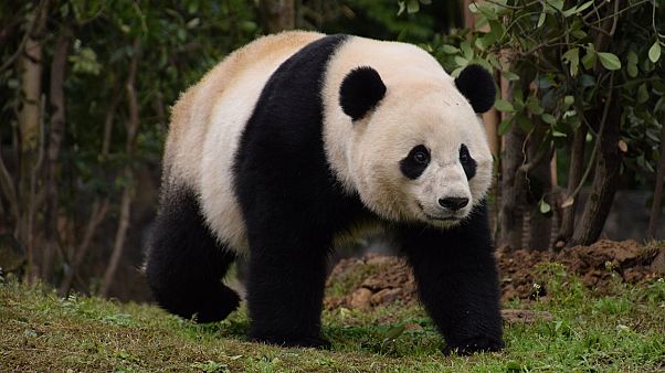 Bao Bao, le panda diplomatique Bao Bao, le panda diplomatique