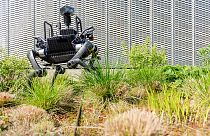 Image: The ANYmal delivery robot.