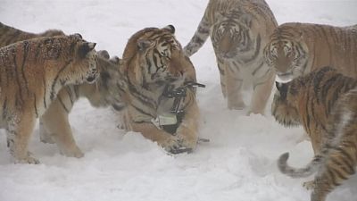 Des tigres jouent au chat et à la souris avec un drone