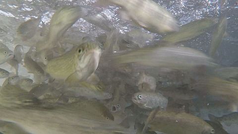 Can farmed fish become vegetarian to reduce the industry's eco-footprint?