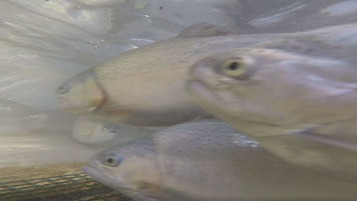 Takeaway: Farm fish go vegetarian