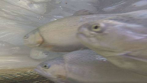 Takeaway: Farm fish go vegetarian