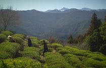 Japon : les chemins sacrés des forêts de Kumano