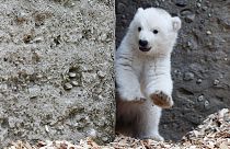 Первые шаги полярного медвежонка