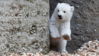 Baby polar bear takes her first steps outside