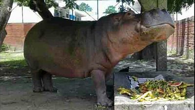 Salvador : "Nous sommes (l'hippopotame) Gustavito"