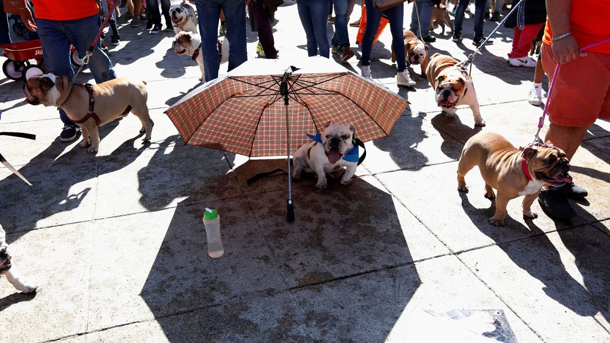 Un millar de bulldogs ingleses "invaden" Ciudad de México