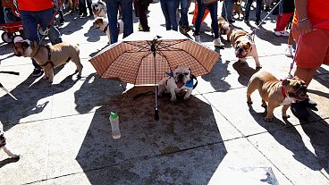 Rekordversuch mit hunderten Bulldoggen in Mexiko-Stadt