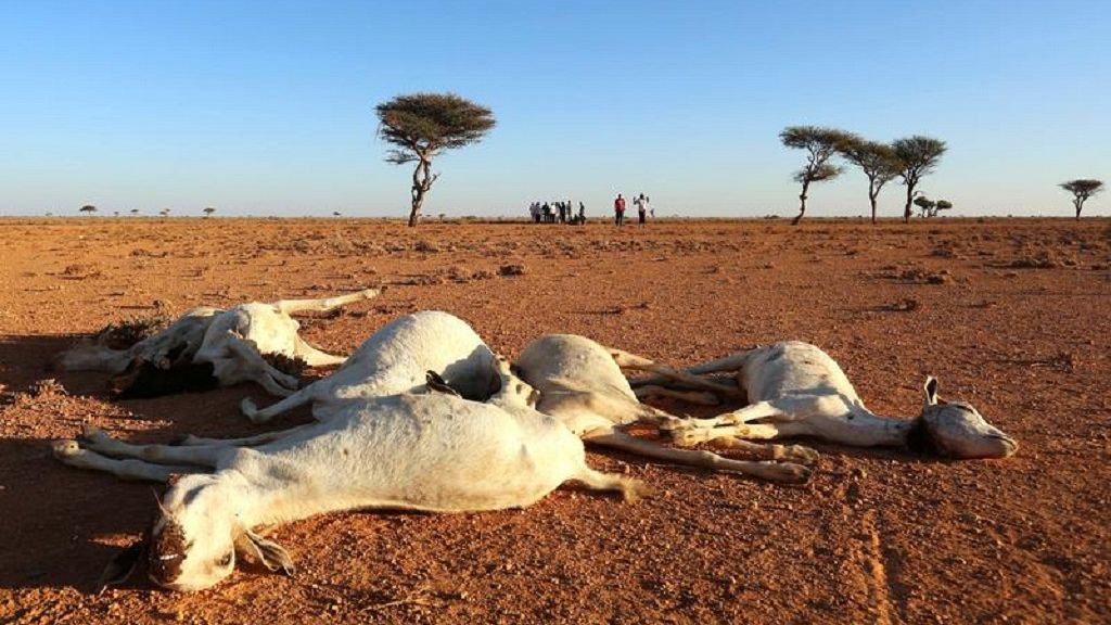 Somalia's President Declares Drought 'a National Disaster' 