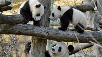 Детеныши панды исследуют Венский зоопарк