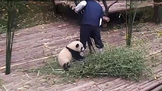 Watch: Little panda really loves her keeper's leg