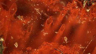 Is this the oldest evidence of life on Earth?