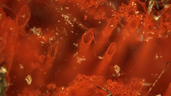 La vita sulla terra è cominciata 300 milioni di anni prima di quanto credevamo La vita sulla terra è cominciata 300 milioni di anni prima di quanto credevamo