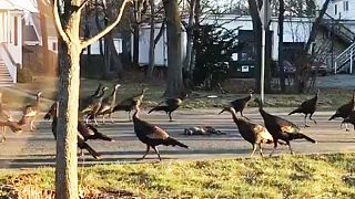 Turkeys encircling dead cat baffles internet